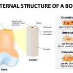 Avoid Fractures: Osteoporosis and Bioidentical Hormone Replacement Therapy (BHRT)