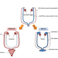 SEX DIFFERENTIATION IN THE HUMAN EMBRYO
